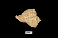 藏品(白皺岩螺)的圖片